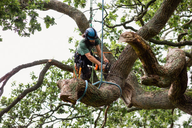 Best Utility Line Clearance  in East Providence, RI