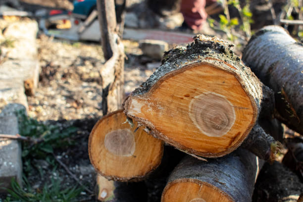 Best Tree Preservation Services  in East Providence, RI