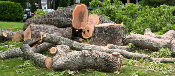 Best Storm Damage Tree Cleanup  in East Providence, RI