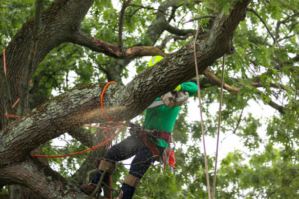 Best Tree Maintenance Programs  in East Providence, RI