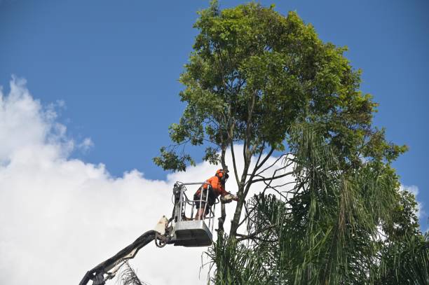 Best Lawn Renovation and Restoration  in East Providence, RI