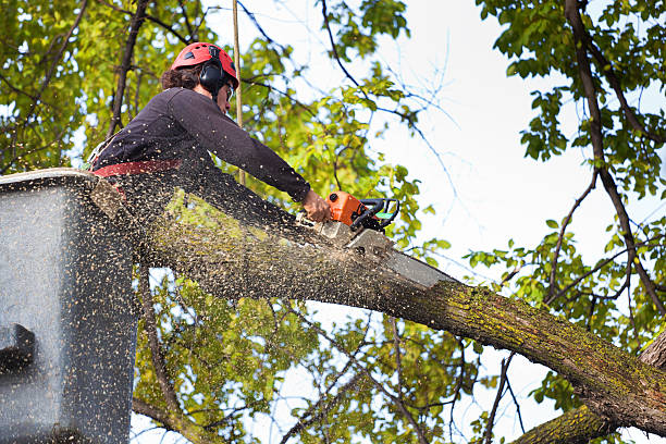 Reliable East Providence, RI Tree Care Solutions