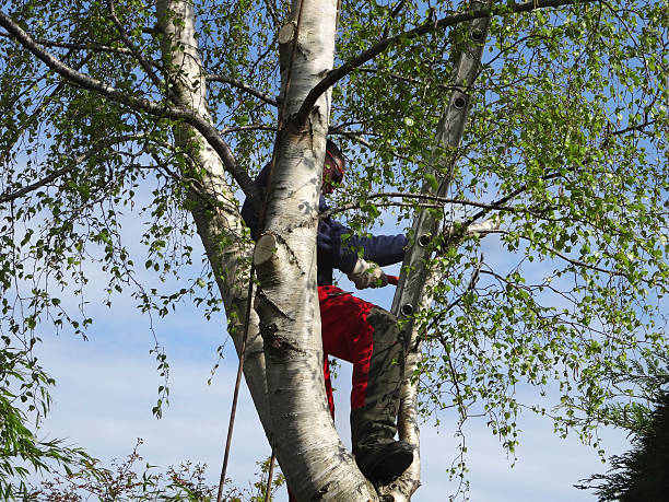How Our Tree Care Process Works  in  East Providence, RI