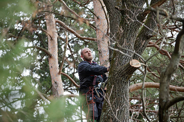 Best Hazardous Tree Removal  in East Providence, RI