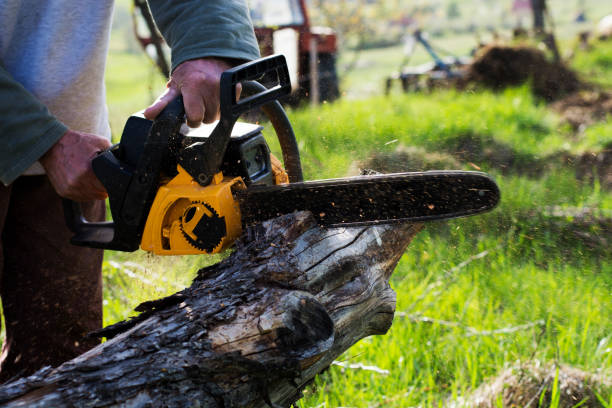 Best Emergency Tree Removal  in East Providence, RI