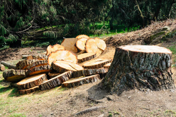 Best Tree and Shrub Care  in East Providence, RI